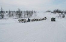 Дослідники заявили про ріст температури землі в зоні вічної мерзлоти, особливо – у Сибіру