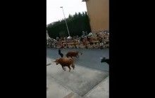 Невероятное везение: парень удрал от трех разъяренных быков (видео)