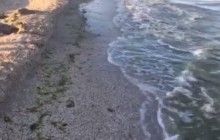 У Запорізькій області масово скидають в Азовське море нечистоти – активіст