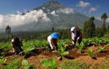 В Одесском порту сгнило 40 тонн контрабандного табака - СМИ