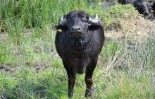 На Одесщине открывается экологический парк с водяными буйволами (фото)