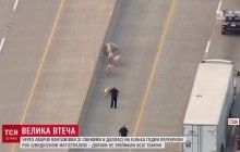 Підклали свиню: у Техасі стадо тварин паралізувало рух на автостраді (відео)
