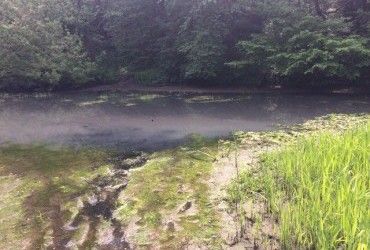На Житомирщині в річку Хомора злили невідому речовину