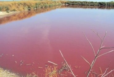 Спиртзавод на Вінничині труїть місцевих жителів стічними водами - ЗМІ 