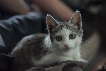 Ракетний удар по Харкову: пожежники врятували кошеня з охоплених вогнем руїн (відео)