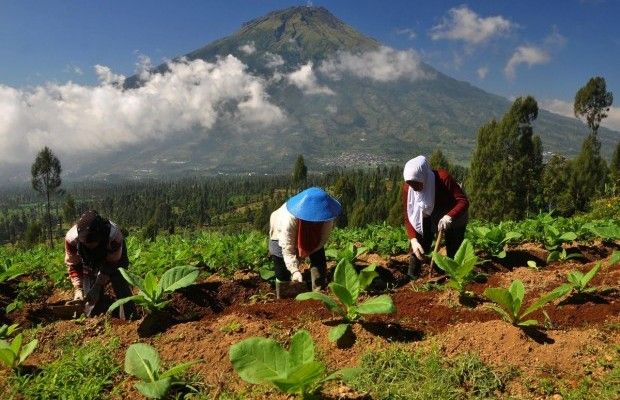 Из-за землетрясения в Индонезии МИД дал советы украинским туристам, собравшимся туда ехать