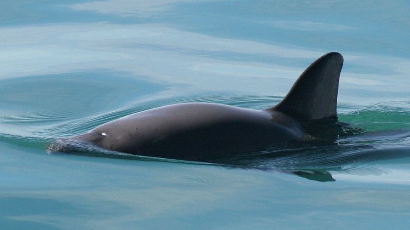 У природному середовищі існування залишилося менше 40 вакит / Фото noaa.gov У природному середовищі існування залишилося менше 40 вакит / Фото noaa.gov