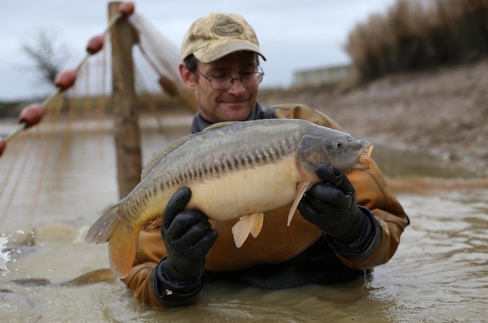 Согласно исследованию, самцы рыбы становятся менее агрессивными / carpology.net Согласно исследованию, самцы рыбы становятся менее агрессивными / carpology.net