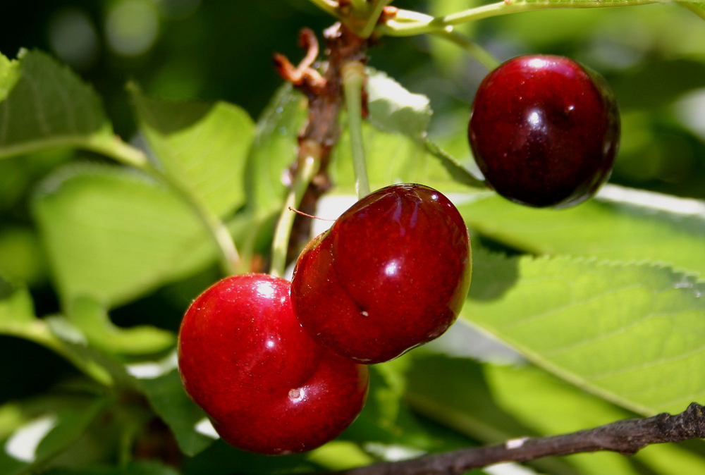 Комаровский разрешил есть немытые ягоды, но есть условия / Фото jillallyn via flickr.com