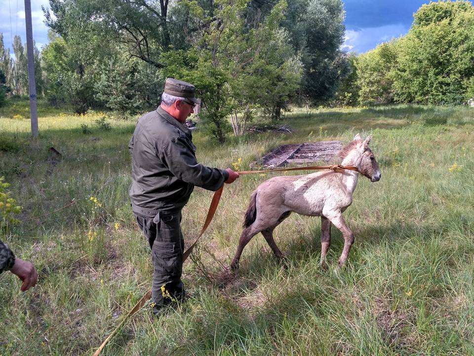 Врятований коник має повернутися до свого стада / Фото facebook.com/dazv.gov.ua Врятований коник має повернутися до свого стада / Фото facebook.com/dazv.gov.ua
