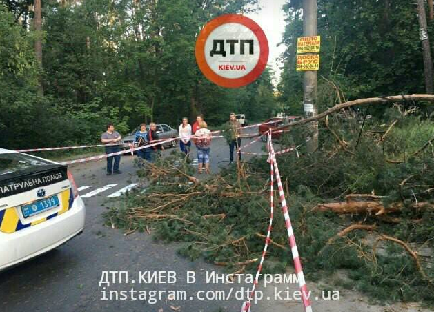 На Оболони на рассвете разыгрался настоящий вестерн: вырубка леса закончилась потасовкой со стрельбой (фоторепортаж) На Оболони на рассвете разыгрался настоящий вестерн: вырубка леса закончилась потасовкой со стрельбой (фоторепортаж)