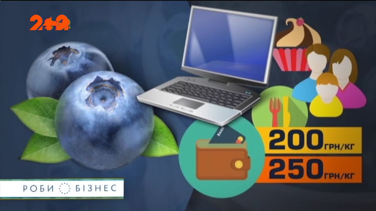 Вирощування лохини - прибутковий і перспективний бізнес в Україні / Вирощування лохини - прибутковий і перспективний бізнес в Україні /