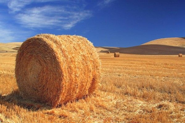 На Тернопільщині внаслідок пожежі згорів тракторний причіп та 2 тонн соломи На Тернопільщині внаслідок пожежі згорів тракторний причіп та 2 тонн соломи