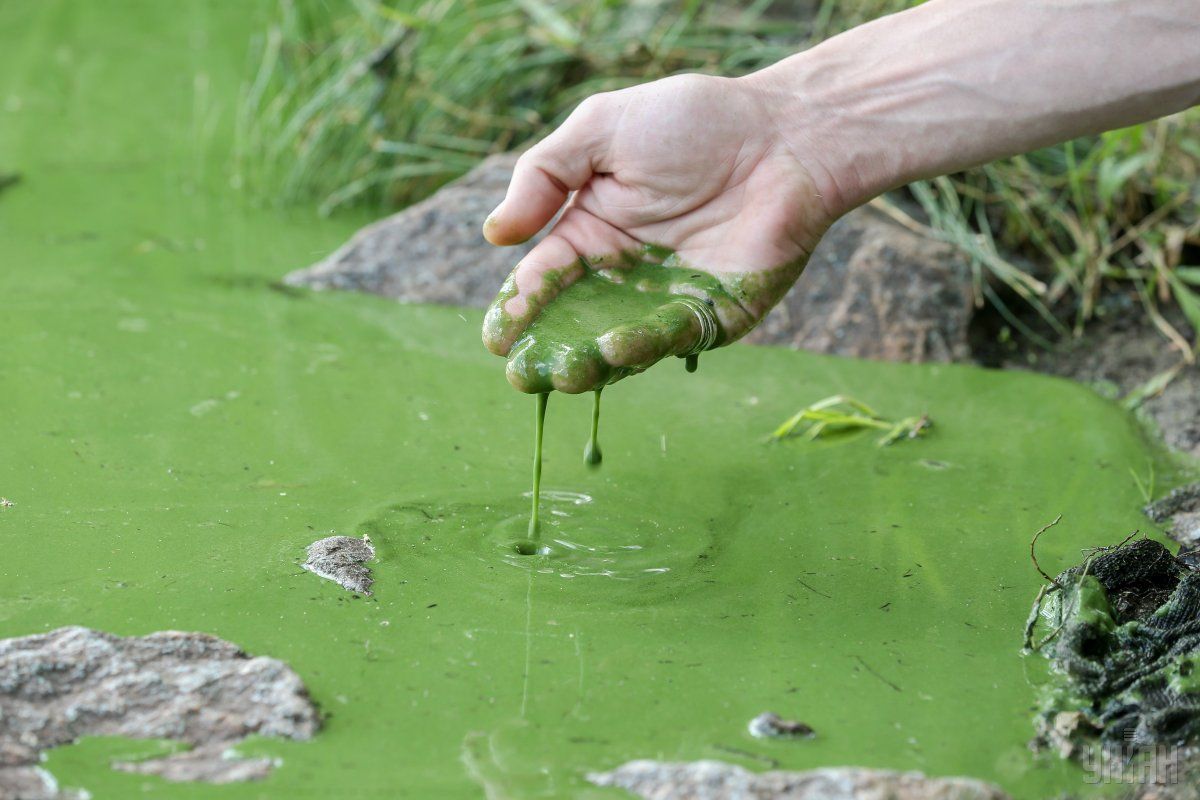 Зеленой воду делают микроводоросли / фото УНИАН