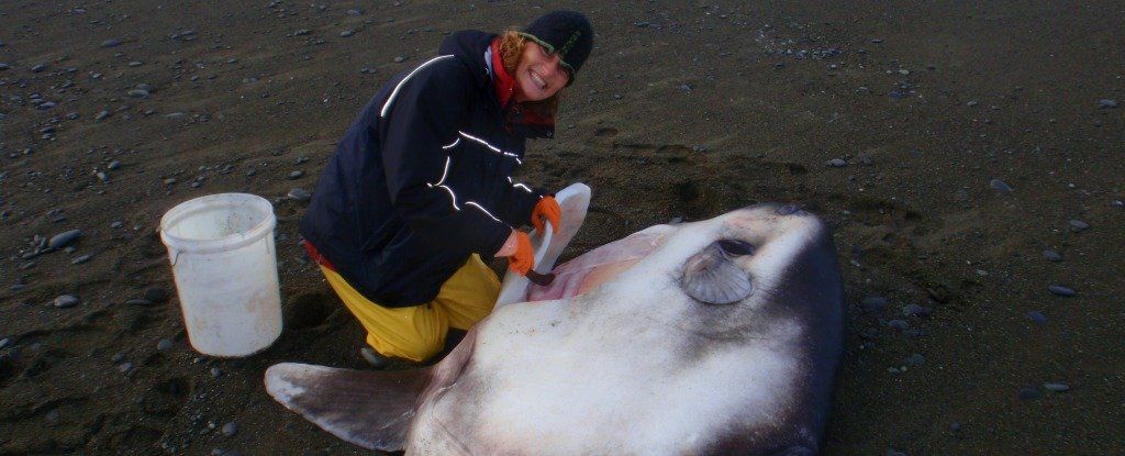 Учені описали рибу-місяць / фото sciencealert.com Учені описали рибу-місяць / фото sciencealert.com