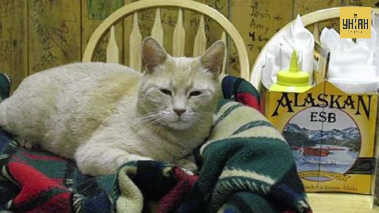 Умер кот, который был мэром городка на Аляске / скриншот УНИАН Умер кот, который был мэром городка на Аляске / скриншот УНИАН