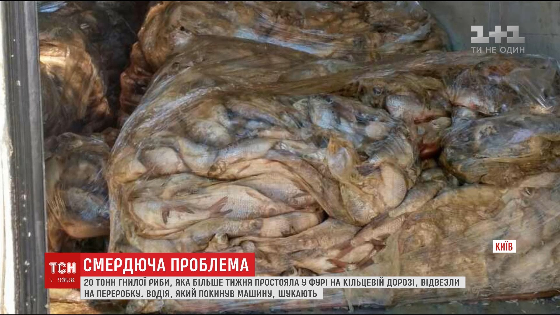 На окраине Киева нашли фуру с 20 тоннами гнилой рыбы / скриншот