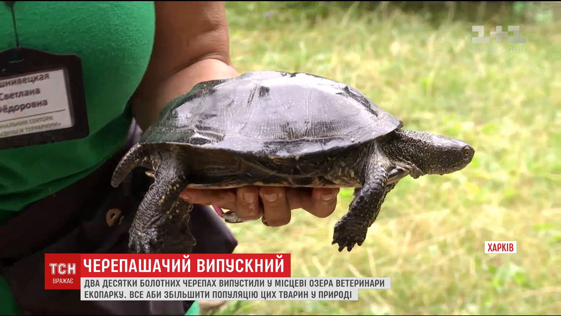 В экопарке черепахи живут в искусственных озерах, где питаются только полезной пищей / скриншот В экопарке черепахи живут в искусственных озерах, где питаются только полезной пищей / скриншот