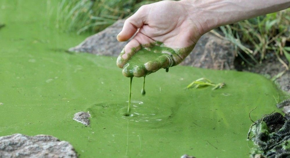 Цвіте вода в ставку