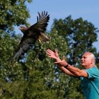 Венгерский госпиталь помогает травмированным птицам вернутся в небо (фоторепортаж)