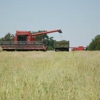 Farmers thresh almost 46 mln tonnes of grain, legumes of new harvest