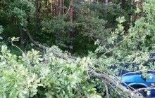 На Тернопільщині через негоду рятувальники 4 рази звільняли дороги від повалених дерев