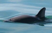 В природе осталось меньше 19 калифорнийских морских свиней