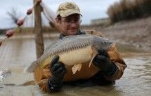 В Британии канализационные стоки превращают самцов пресноводных рыб в самок - ученые