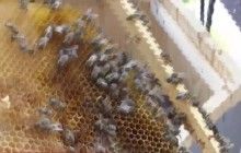 Медоносный балкон: мужчина поселил у себя пчел, которые нервируют соседей (видео)