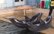 Против издевательств и развлечений с животными: сегодня отмечают Международный день пленных дельфинов (видео)