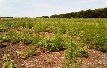 На Днепропетровщине полицейские нашли больше тысячи кустов конопли на поле с подсолнухами (фото)