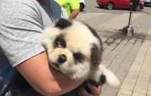 У Росії панда-модель для фотографій із туристами виявилася перефарбованим цуценям