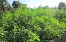 В Черниговской области обнаружили и уничтожили плантацию элитной конопли (фото)
