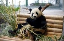 Учёные выяснили, что предки больших панд жили в Европе