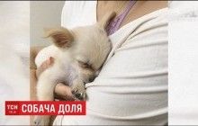 "Разрывается сердце": история несчастной любви поломала и судьбу щенка (видео)