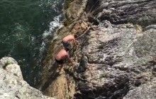 Касатки выгнали двух пловцов из воды (видео)