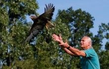 Венгерский госпиталь помогает травмированным птицам вернутся в небо (фоторепортаж)