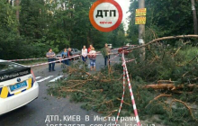 На Оболони на рассвете разыгрался настоящий вестерн: вырубка леса закончилась потасовкой со стрельбой (фоторепортаж)