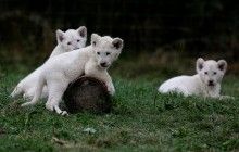 В чешском зоопарке похвастались сразу пятью детенышами редкого белого льва (фоторепортаж)