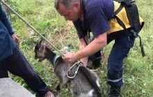 На Тернопільщині врятували козеня, яке провалилося в десятиметровий колодязь (фото)