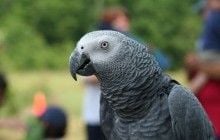 В США разговорчивый попугай выдал убийцу своего хозяина, повторив его последние слова