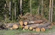 Украинцы не видят связи вокруг вырубки лесов и наводнениями - эксперт