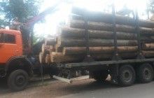 Екологи показали, як вивозять незаконно вирубаний ліс із Пуща-Водиці (фоторепортаж)