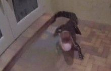Во Флориде полицейский усмирил крокодила во дворе частного дома (видео)