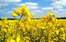 UkrAgroConsult: Ukraine's July rapeseed exports hit a three-year high