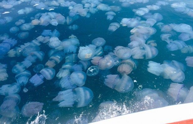 Голова Запорізької ОДА пропонує позиватись до Росії через нашестя медуз