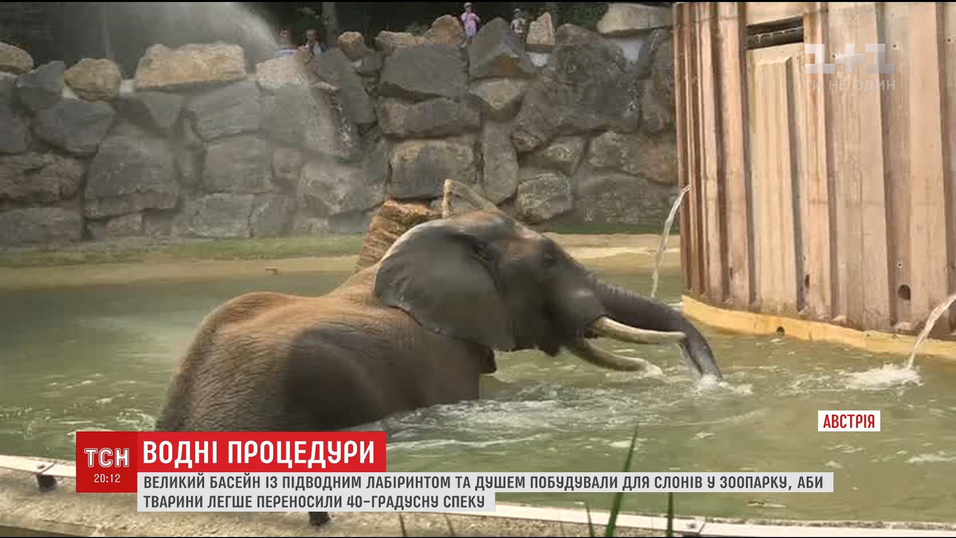 У головному звіринці Відня представили щойно відремонтований басейн / скріншот У головному звіринці Відня представили щойно відремонтований басейн / скріншот