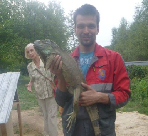 Ігуана госпіталізована в ветклініку Київського зоопарку / Фото facebook.com/KARG.kyivanimalrescuegroup Ігуана госпіталізована в ветклініку Київського зоопарку / Фото facebook.com/KARG.kyivanimalrescuegroup