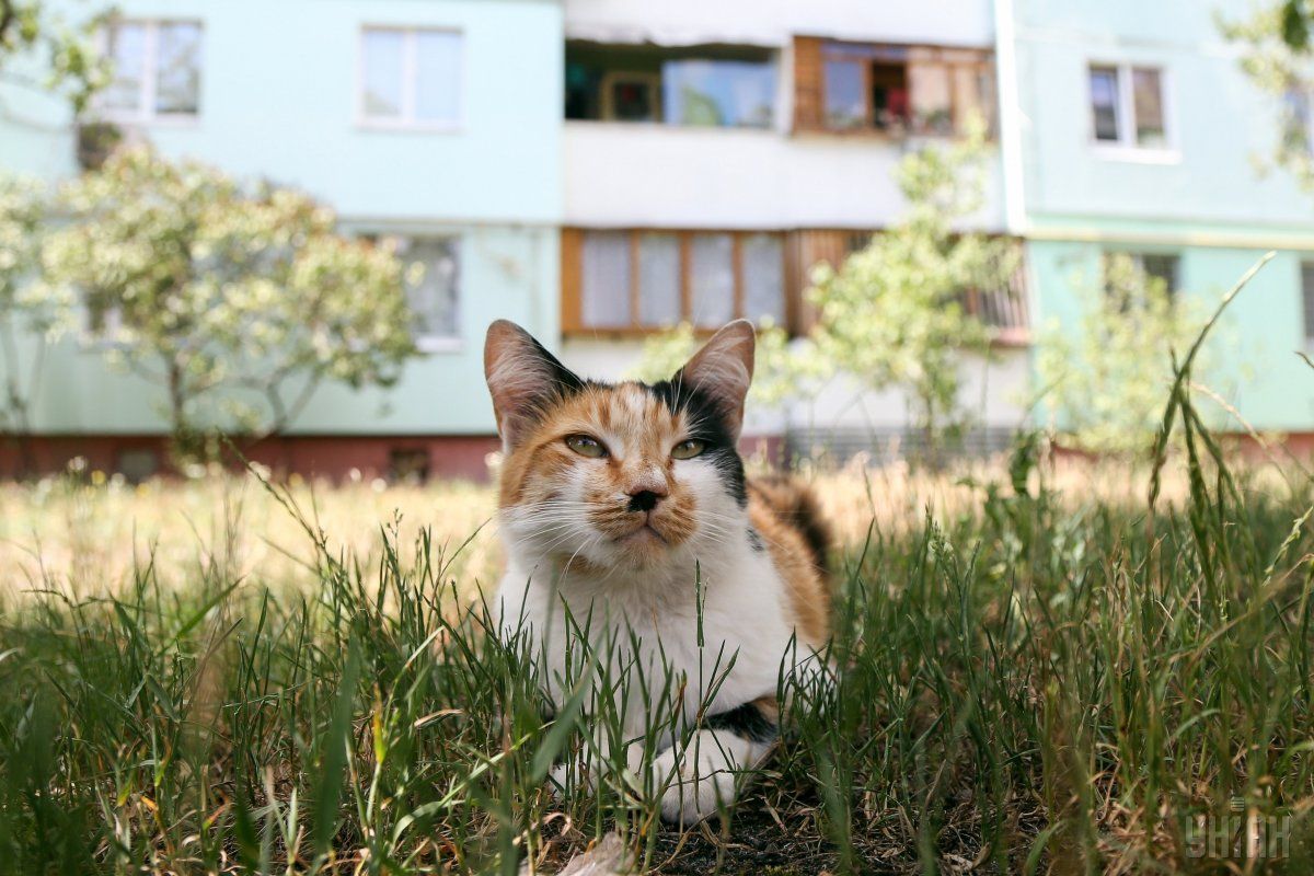 Сегодня у кошек праздник / фото УНИАН Сегодня у кошек праздник / фото УНИАН