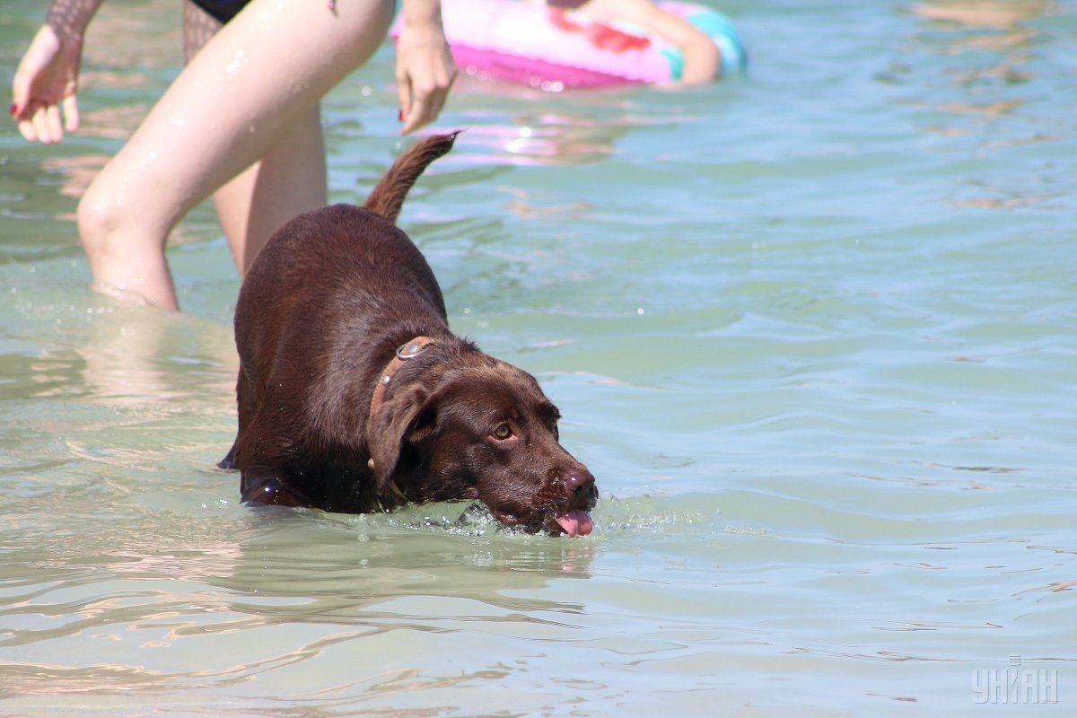 Спекотна погода в Україні буде найблидчими днями / фото УНІАН Спекотна погода в Україні буде найблидчими днями / фото УНІАН